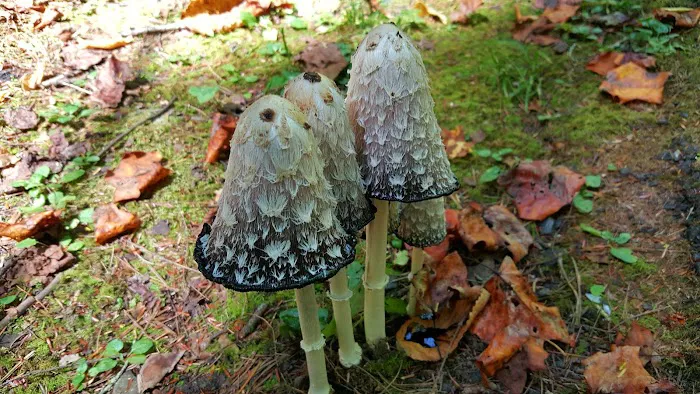 Horse Cove Campground, Cheoah Ranger District, Nantahala National Forest Picture 6