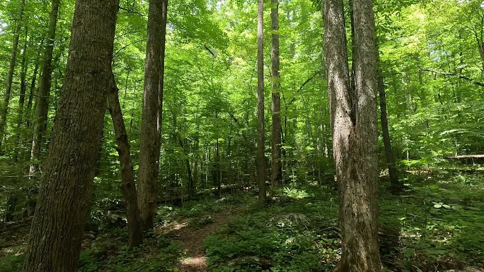 Backcountry Camp 77, Pilkey Creek Picture 4