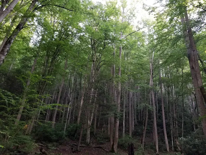 Backcountry Campsite #69 Picture 3