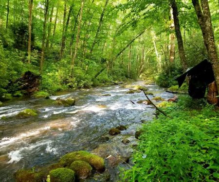 Backcountry Campsite #82