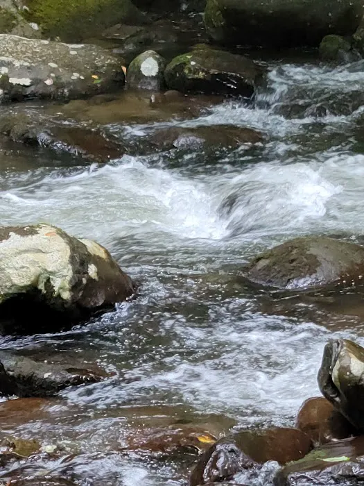 Davis Branch Campground Picture 4