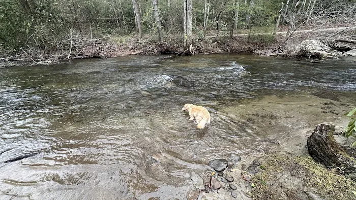 Holly Flats Campground Picture 2