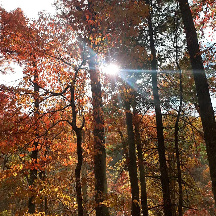 Holly Flats Campground Picture 3