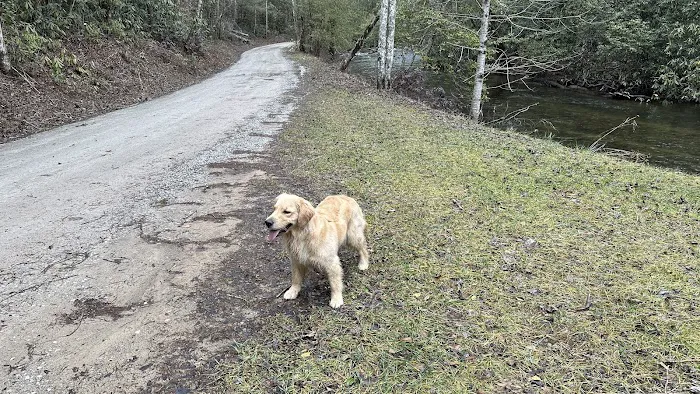 Holly Flats Campground Picture 7