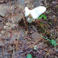 McNabb Creek Group Campground ico