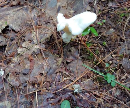 McNabb Creek Group Campground