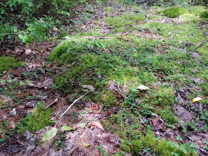 McNabb Creek Group Campground Picture 3