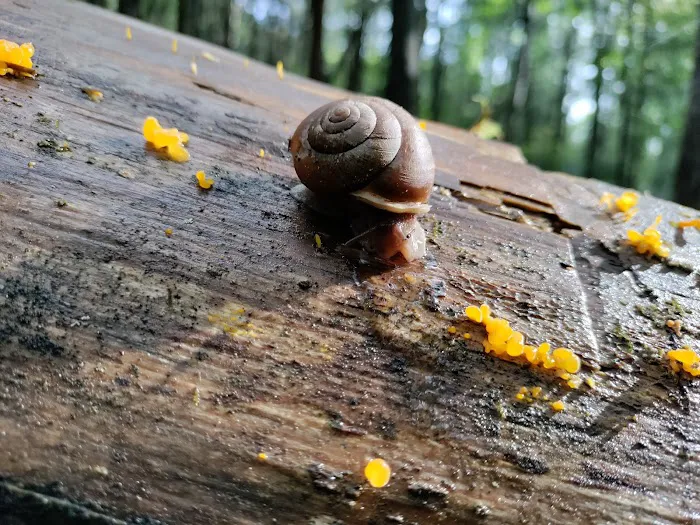 W Wolf Creek Campground Picture 3