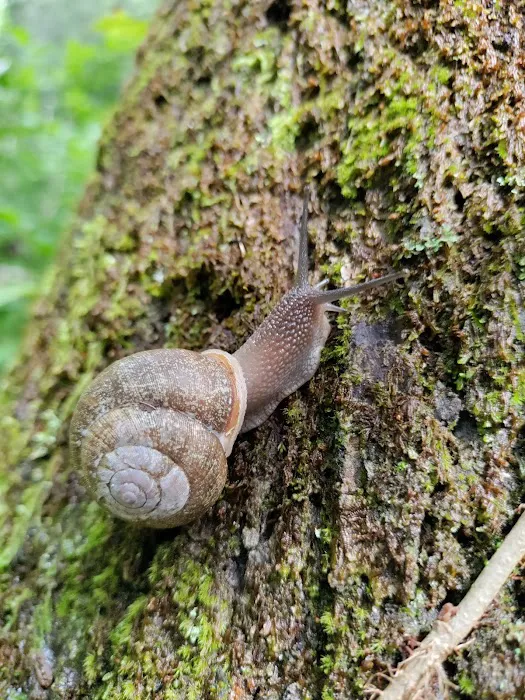 W Wolf Creek Campground Picture 2