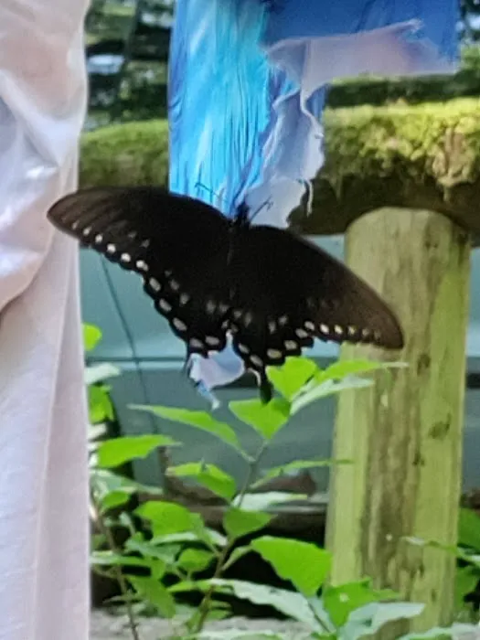 W Wolf Creek Campground Picture 8