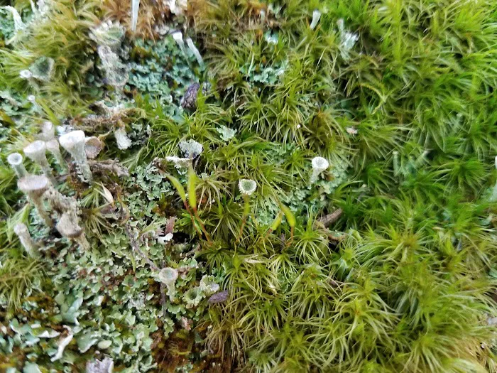 Lake Nottely RV Park Office Picture 1