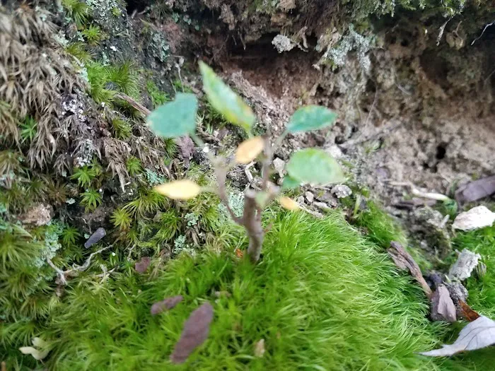 Lake Nottely RV Park Office Picture 4