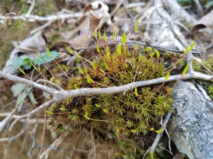 Lake Nottely RV Park Office Picture 7