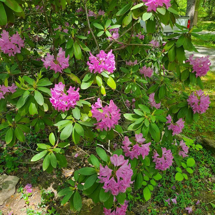 Cherokee Point Campground Picture 6