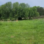 Irie Vibes Campground