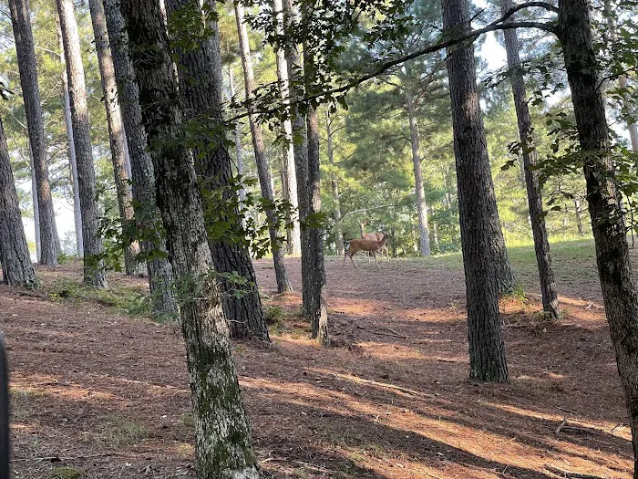 Rogers Creek RV Park Picture 5