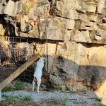 Nettlecarrier Creek Camp