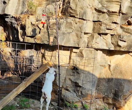 Nettlecarrier Creek Camp