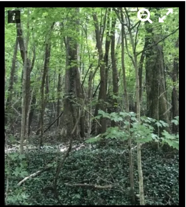 Nettlecarrier Creek Camp Picture 9