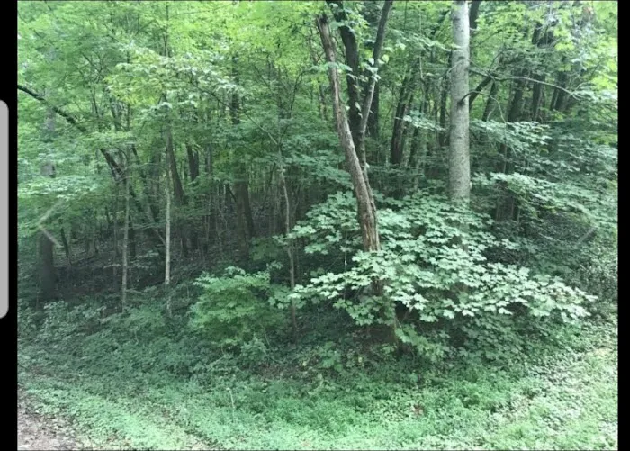 Nettlecarrier Creek Camp Picture 7