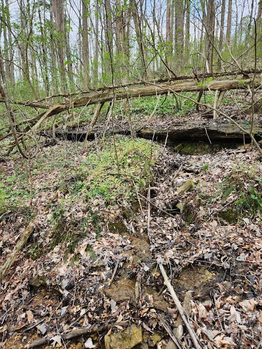 Nettlecarrier Creek Camp Picture 8