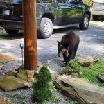 Smokey Mountain Dreamers