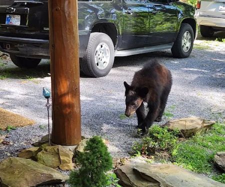 Smokey Mountain Dreamers