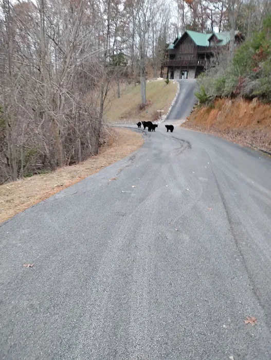 Cabins Picture 2