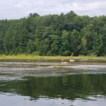 Loomis Landing Campground and Marina