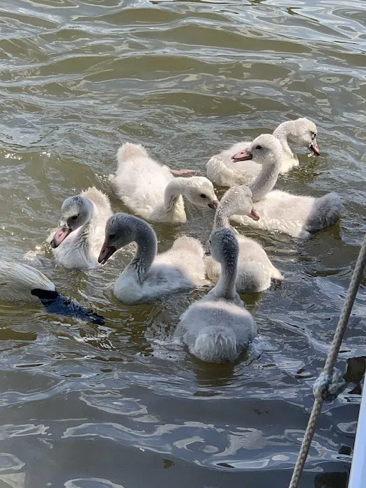 Loomis Landing Campground and Marina Picture 6