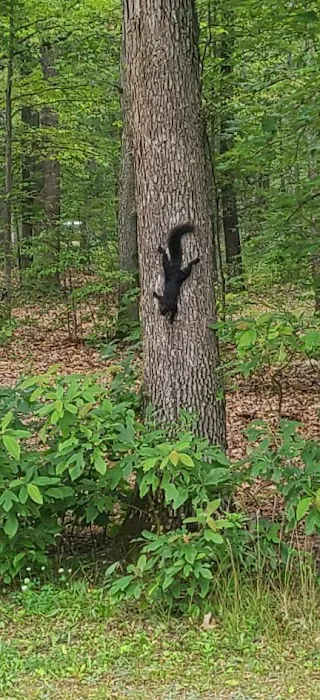 Heart of the Forest RV Park Picture 4