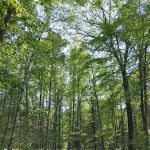 Tippy Dam Campground-MDNR