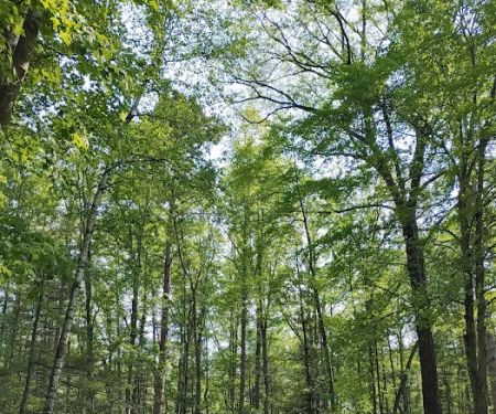 Tippy Dam Campground-MDNR