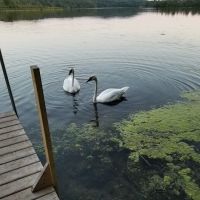 Fletcher Creek Rustic Campground ico