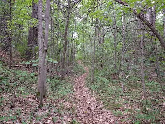 Big Bear Lake State Forest Campground Picture 8