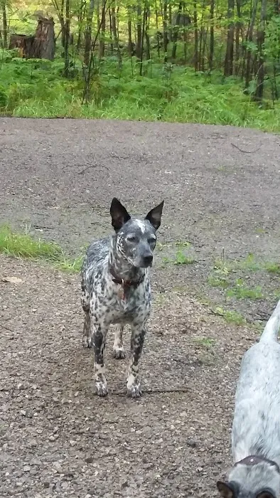 Big Oaks Equestrian State Campground Picture 6