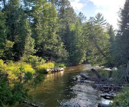 Scheck's Place State Forest Campground