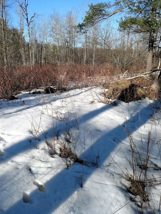 Scheck's Place State Forest Campground Picture 3