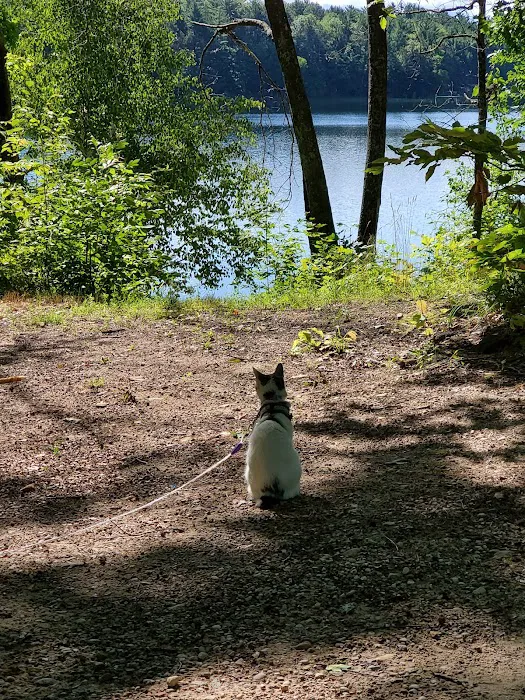 Arbutus Lake State Forest Campground Picture 5