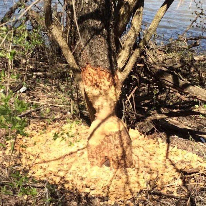 Equestrian Campground Picture 9