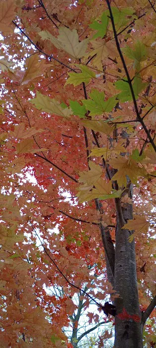 Chippewa Campground Picture 10