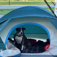 Pine grove campground ico