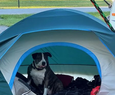 Pine grove campground