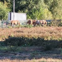 KLos Ranch ico