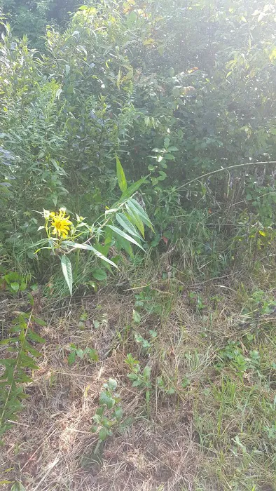 Pratts Wayne Woods Youth Group Campsite Picture 6