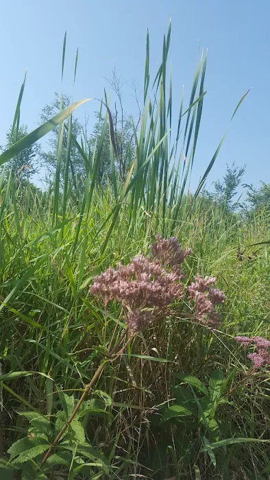 Pratts Wayne Woods Youth Group Campsite Picture 7