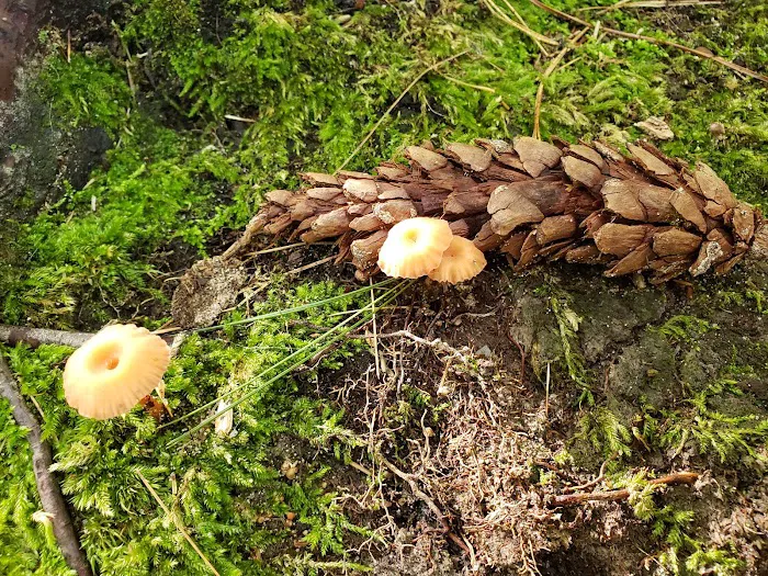 Lake Michigan Recreation Area Group Camping Picture 10