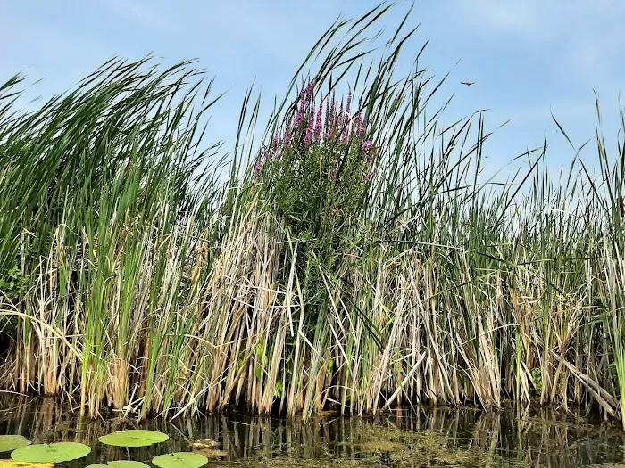 Penny Park Picture 8