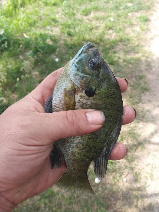 Penny Park Picture 4