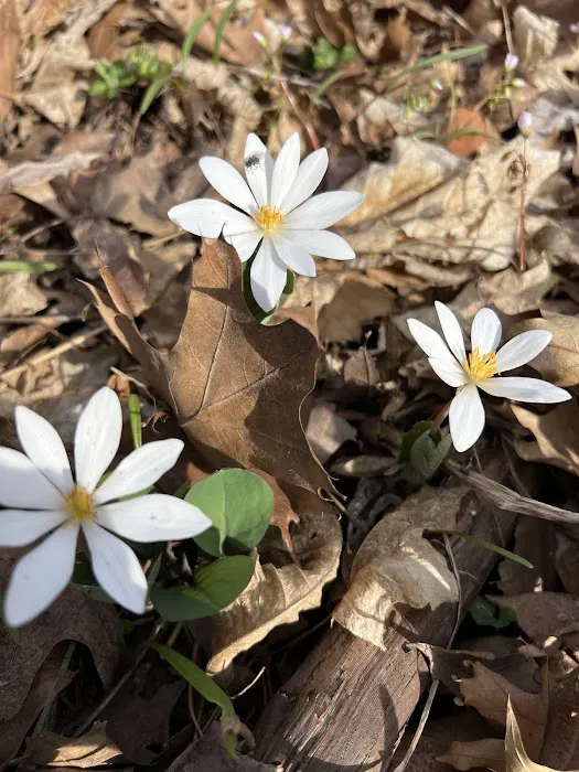Gander Bay Campground Picture 3